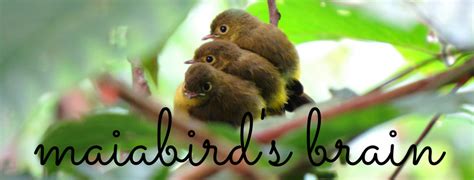 maiabird's brain: Let's Give Philippine Trees a Chance! .